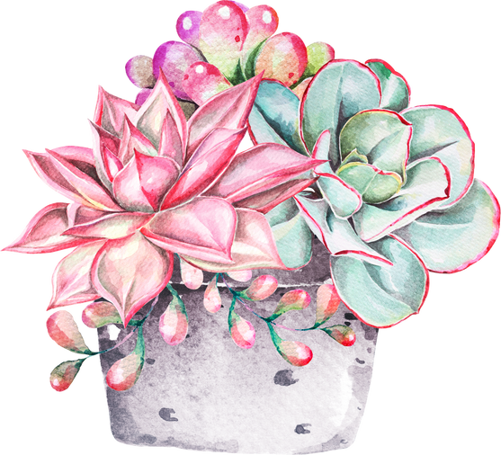 Potted Succulents Watercolor Illustration 